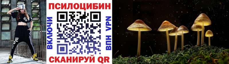 Купить  Купино  Галлюциногенные грибы Psilocybe 